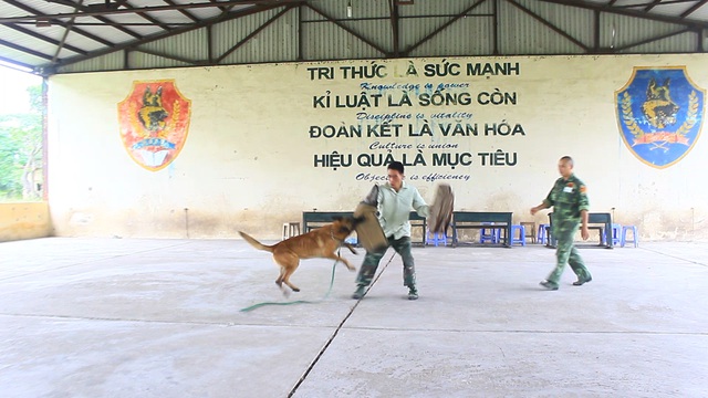 Những chú chó sẽ được học theo một giáo trình đặc biệt