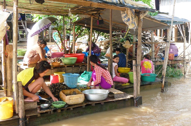 Mùa nước nổi, bà con còn sống khỏe với nghề bắt ốc bươu vàng bán, mỗi ngày kiếm từ 100.000 - 200,000 đồng