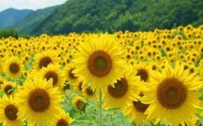 Bạn đã “cất” tuổi trẻ của mình vào “Hành trình hạnh phúc” chưa?