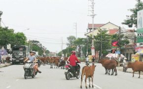 Gói bảo hiểm giảm bớt 2 nỗi lo về tai nạn cho người dân ở vùng nông thôn