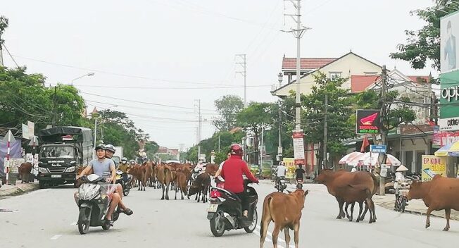 Gói bảo hiểm giảm bớt 2 nỗi lo về tai nạn cho người dân ở vùng nông thôn
