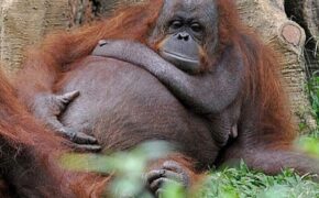 Động vật trông như thế nào khi mang bầu?