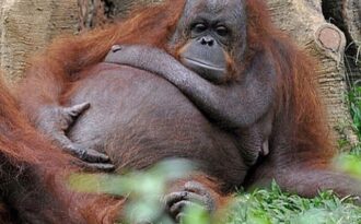 Động vật trông như thế nào khi mang bầu?