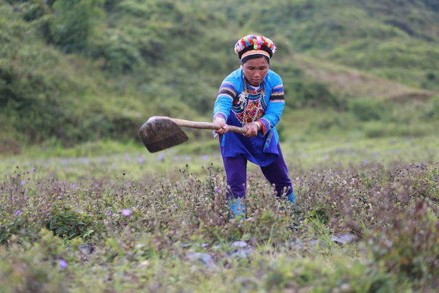 Cát cánh - cây dược liệu tím biếc giúp người dân Bắc Hà đổi đời - 2