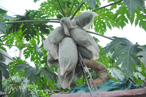 Ông Thanh dùng các túi bao trái cho các quả trên các chậu nhằm giữ cho quả đẹp mã, hạn chế sâu bệnh, sương muối... tấn công.