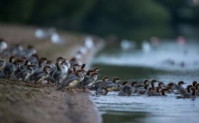 Bức ảnh vịt mẹ và 76 đứa con gây xúc động cộng đồng mạng