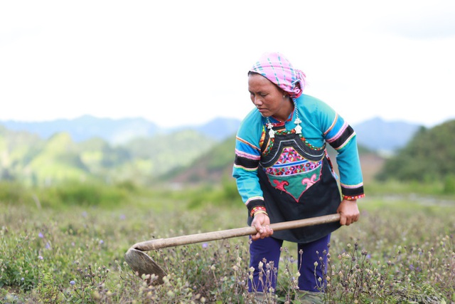 Huyện còn kết hợp với các đơn vị nghiên cứu uy tín để chọn lọc, lai tạo các giống dược liệu mới có năng suất, chất lượng cao, ... Về đầu ra, dược liệu cát cánh được công ty Nam Dược thu mua để sản xuất ra Siro Ho Cảm Ích Nhi.