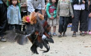 Ngày xuân xem người Mông đá gà