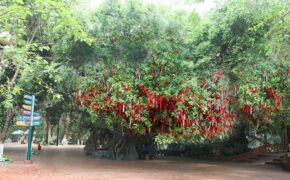 Đến Suối Tiên cầu duyên với Cây tình yêu