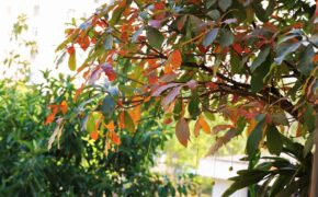 Đừng bỏ phí không gian xanh “2m vuông” ở chung cư