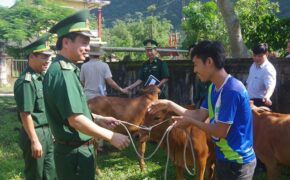Hỗ trợ 50 con bò giống cho đồng bào  nơi biên giới