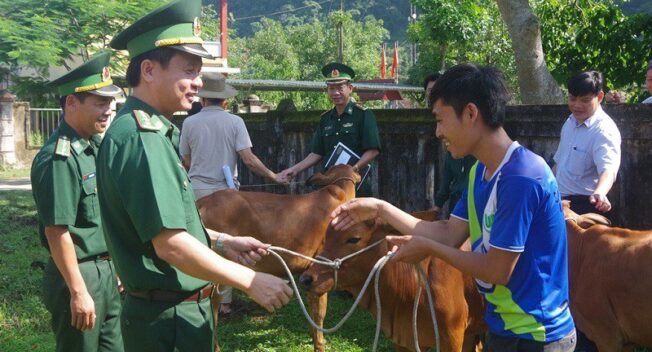 Hỗ trợ 50 con bò giống cho đồng bào  nơi biên giới