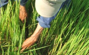 Hạn hán, lúa ngậm đòng nguy cơ mất trắng