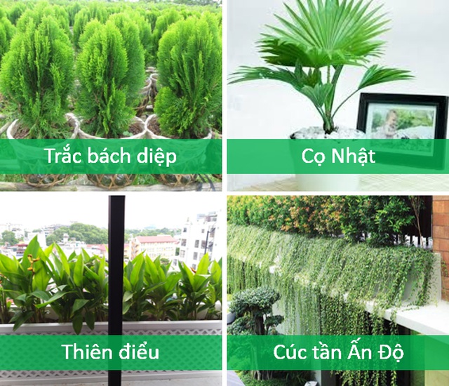 Trồng cây cảnh ở ban công chung cư, làm sao để vừa đẹp vừa nhàn? - 6