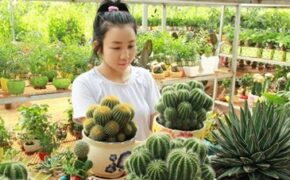 9x thu tiền tỷ từ cây cảnh mini