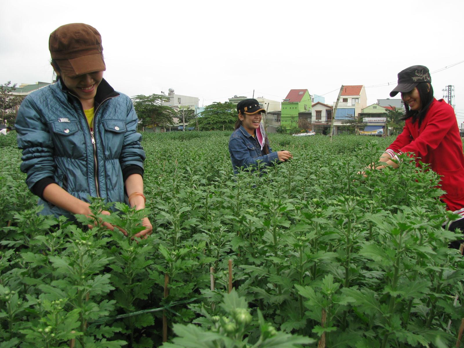 Sinh viên Đà Nẵng làm 