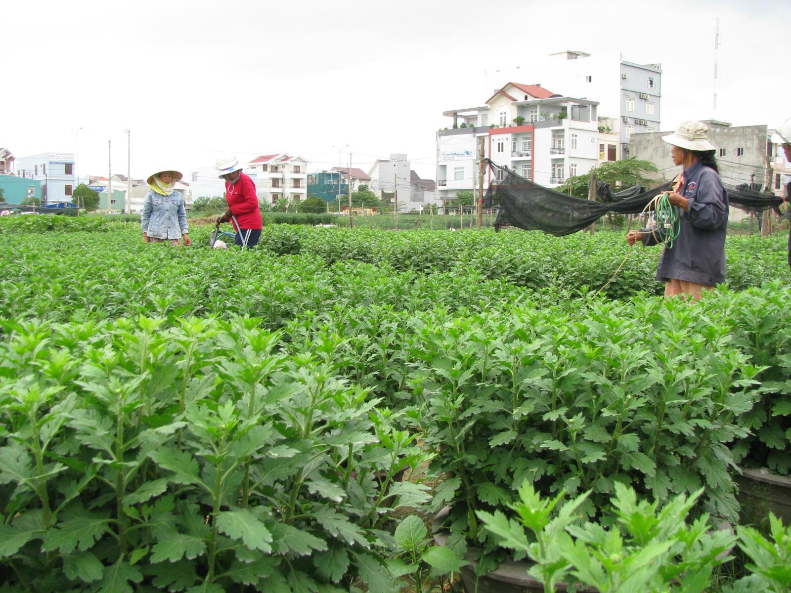 Sinh viên Đà Nẵng làm 