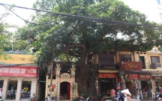 Cây đa cổ thụ với bộ rễ “khổng lồ” có tuổi đời hàng trăm năm ở Đình Cổ Vũ