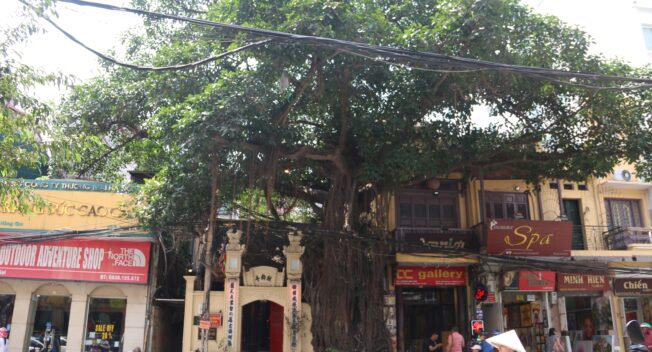 Cây đa cổ thụ với bộ rễ “khổng lồ” có tuổi đời hàng trăm năm ở Đình Cổ Vũ