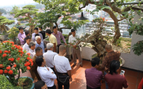 Choáng ngợp những vườn cây triệu đô “độc nhất, vô nhị” của đại gia Việt