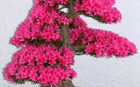 Những cây bonsai đẹp nhất mọi thời đại