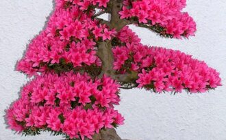 Những cây bonsai đẹp nhất mọi thời đại