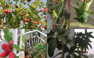 Những vườn quả trĩu trịt trên sân thượng “độc” nhất Việt Nam