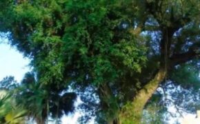 Chuyện đời của “cụ cây” từng trải qua 7 thế kỷ tại Việt Nam