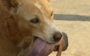 Cảm động hình ảnh chú chó cứu em bé sơ sinh trong thùng rác