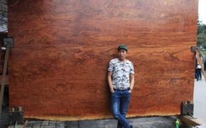 “Siêu” sập gỗ Cẩm đẹp như bức bình phong xuất hiện ở Bắc Ninh