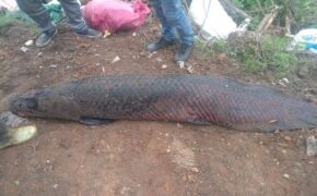 Kỳ lạ lươn “khổng lồ” dài gần mét, cá lạ nặng một tạ xôn xao dư luận