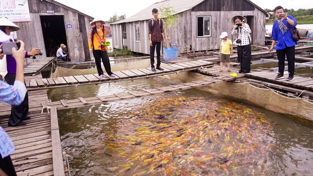 Đàn cá lóc biết “nhảy múa” trên mặt nước ở Cần Thơ, thu về 70 triệu mỗi tháng - 7