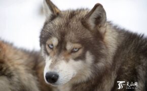 Thương gia tiêu tốn hơn 3 tỷ mỗi năm cho thú vui… nuôi chó sói