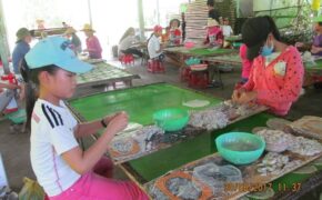 Trước ngày khai trường: Hơn 50 học trò nghèo bóc cá bò để kiếm tiền mua sách vở