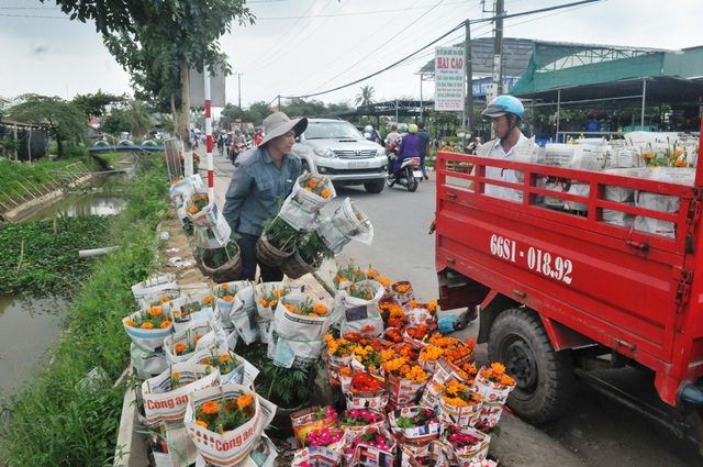 Không khí làm việc của các hộ trồng hoa ở Làng hoa Sa Đéc luôn tất bật thế này