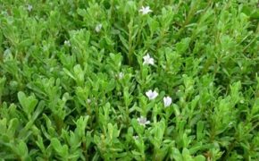 Những loại rau đắt hơn thịt vẫn được săn tìm