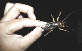 Bi hài chung cư Thủ đô: Nháo nhác dế kêu, chó lạc