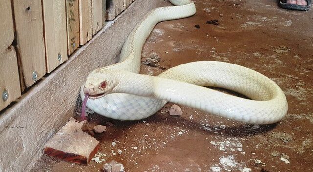 Kỳ lạ rắn bạch tạng “mắt đỏ” dài 2m, để chơi không bán của dân chơi Ninh Bình