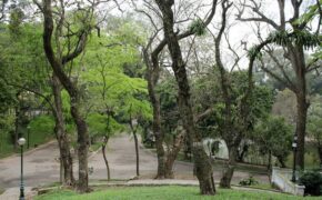 Chuyên gia giải mã “bí mật” tại sao gỗ sưa đắt hơn vàng