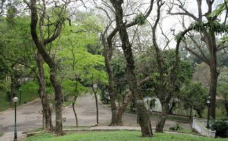 Chuyên gia giải mã “bí mật” tại sao gỗ sưa đắt hơn vàng