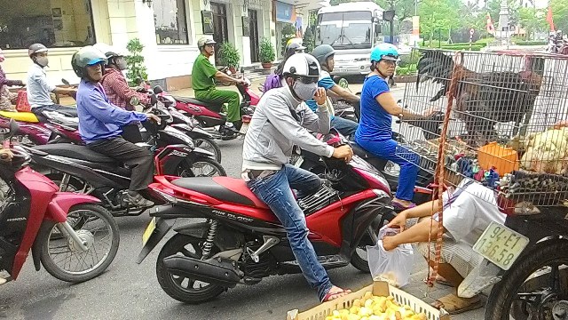 Người dân Huế tò mò vì lần đầu tiên được thấy gà Đông Tảo