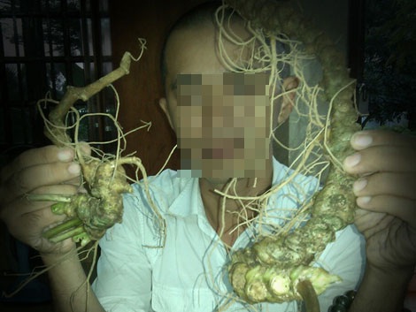 ‘Hô biến’ củ ráy thành… sâm Ngọc Linh giá trăm triệu