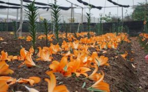 Giá hoa ly “rẻ chưa từng có”, người trồng để mặc hoa rụng đầy gốc