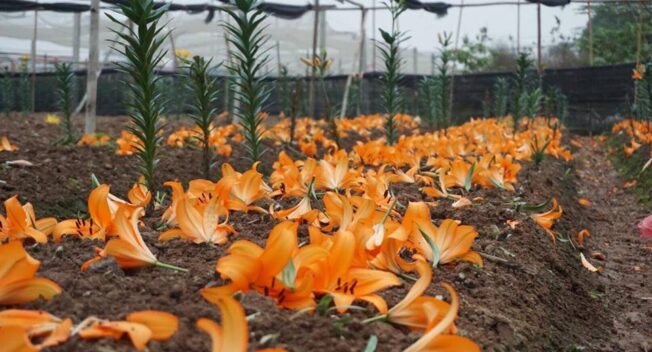 Giá hoa ly “rẻ chưa từng có”, người trồng để mặc hoa rụng đầy gốc