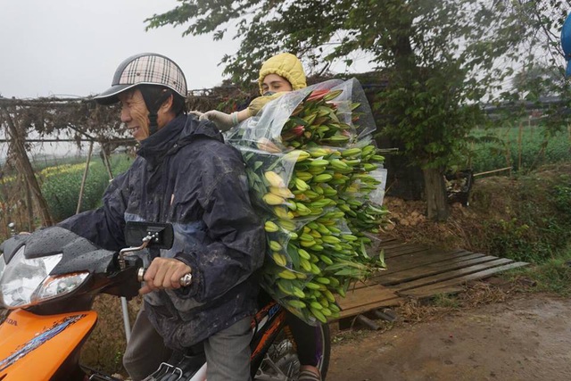 Không nở đúng dịp Tết, các vựa hoa ly cũng “trượt” luôn cả dịp rằm tháng Giêng nên giá hoa rớt thê thảm. Nhiều hộ dân “cắn răng” cắt hoa bán giá thanh lý để mong vớt vát tiền vốn.