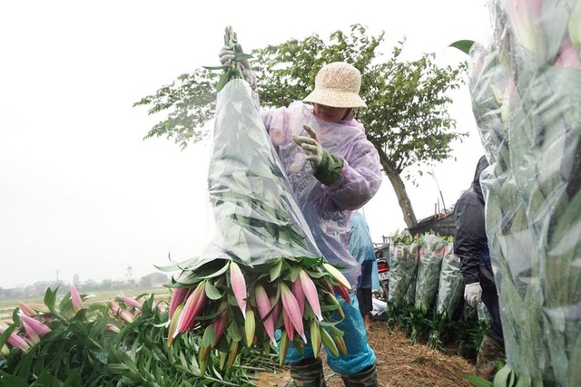 Hiện tại để “vớt vát”, gia đình bà Biên phải huy động các thành viên ra vườn cắt hoa sau đó thanh lý lỗ vốn cho các thương lái. Tuy nhiên, thời điểm này sức tiêu thụ chậm nên nhiều dân buôn cũng không mấy mặn mà.