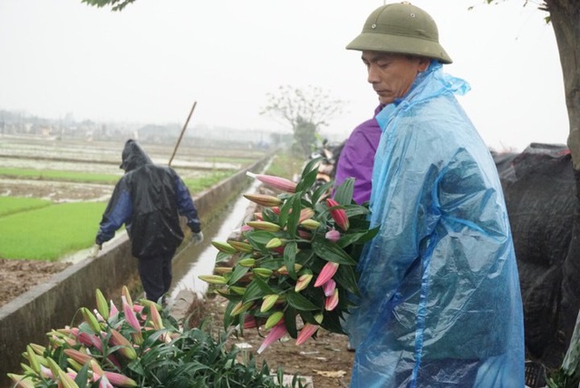 Ông Lâm, một chủ vườn hoa ở Tây Tựu cũng buồn rầu cho biết, năm nay là năm “mất trắng” đối với người trồng hoa. “Mỗi củ hoa ly có giá 15-16 nghìn đồng tùy loại, nếu tính cả phân đạm và công chăm bón thì phải bán với giá từ 20-30 nghìn đồng mới mong có lãi. Thế nhưng giờ giá bán “rẻ như cho”, bó đẹp mới được 80.000 đồng/ chục, cành xấu giá đổ buôn chỉ 50-60.000 đồng thì chúng tôi lỗ vốn nặng”, ông Lâm than thở.