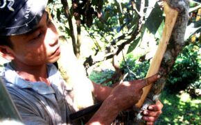 Quảng Nam vào mùa thu hoạch vỏ quế