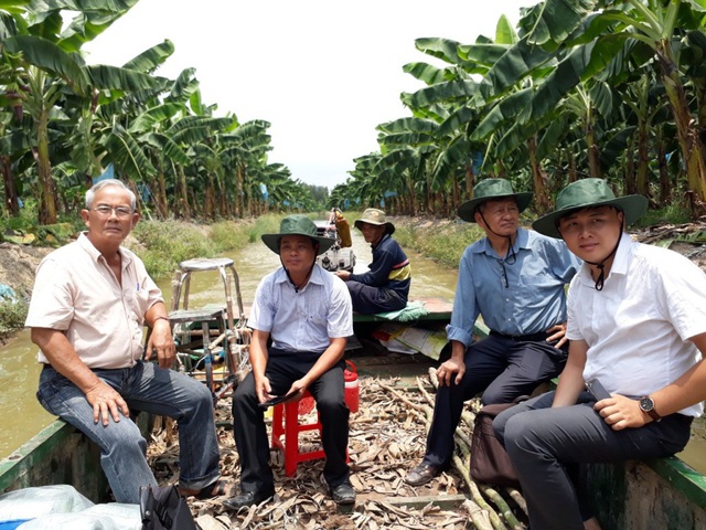 Hiện việc nuôi bò, trồng chuối... của ông Sáu Đức mỗi năm cho ông thu nhập hàng tỷ đồng