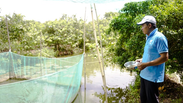 Đàn cá lóc biết “nhảy múa” trên mặt nước ở Cần Thơ, thu về 70 triệu mỗi tháng - 4